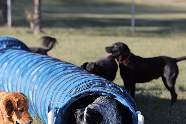 Chisholm Creek Pet Resort Pup Park